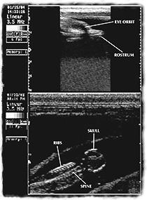 Monochromatic ultrasound imagery of a dolphin's head.