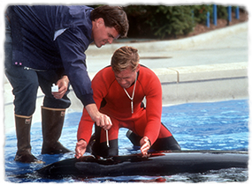 Two veterinarians collect a culture sample from an animal's blow hole in a shallow pool.