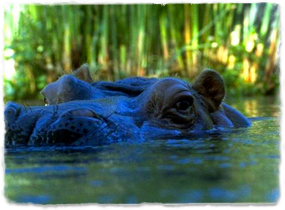 The top of a hippo's head is visible just above the surface of water.