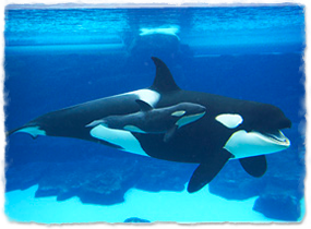 A killer whale calf swims next to an adult underwater.