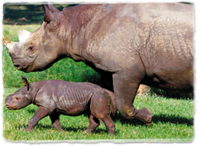 An adult and baby rhino walk together.