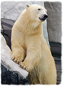 A polar bear stands on hind legs with forelegs resting on a rock.