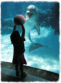 A child holds a ball up to the glass wall of a tank, and the dolphin in the tank looks towards her with mouth open.