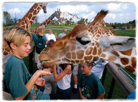 Giraffes bend their necks down to interact with guests at eye level. One giraffe in the foreground approaches a child's outstretched hand.
