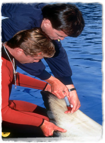 Two veterinarians draw blood from from a killer whale's tail fluke.
