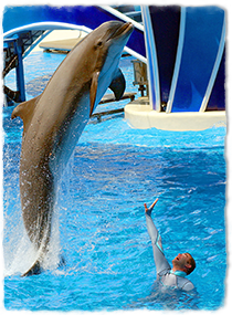 A dolphin jumps out of the water next to a swimming trainer who is giving a hand signal.