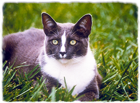A cat lies in the grass looking toward the camera.