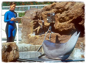A trainer writes notes while a dolphin sits on a scale.