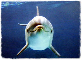 A dolphin underwater, viewed head-on