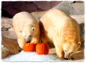Two polar bears play with pumpkins.