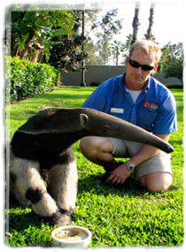 A trainer watches as an anteater eats from a dish.