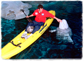 A trainer in a kayak feeds a beluga whale that has surfaced.