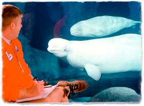 A trainer writes notes while observing two beluga whales through the glass wall of a tank.
