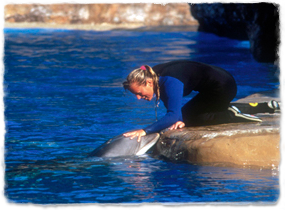 A trainer on the edge of a pool pets the head of a surfaced dolphin.