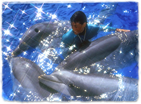 A trainer in the water surrounded by dolphins, petting one.