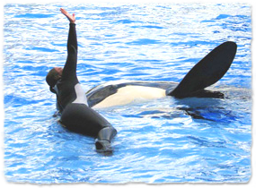 A killer whale and trainer together in a pool. The whale is raising a pectoral flipper out of the water, imitating the trainer raising an arm.