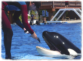 A trainer feeds fish to an orca at the edge of a pool.