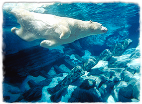 A polar bear swimming underwater