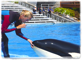 A trainer standing at the edge of a pool whistles while placing a hand on the head of a killer whale.