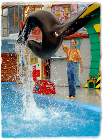 A sea lion airborne in mid jump during a marine park performance. The sea lion is arched backwards with tail almost meeting head, forming a loop shape.