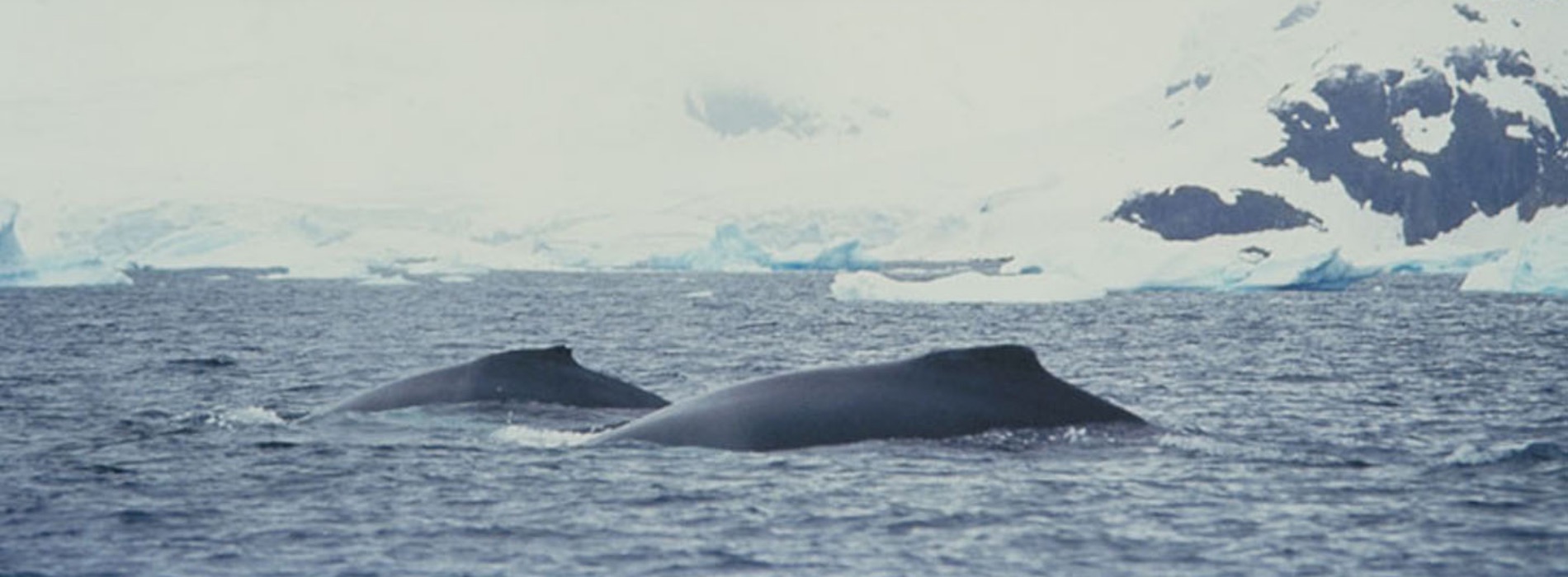 Baleen Whales