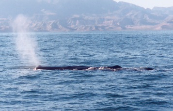 A whale jumps fully out of the water with its body in a horizontal orientation parallel to the surface