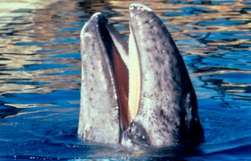 A whale's tail extends vertically from the water as it begins to dive