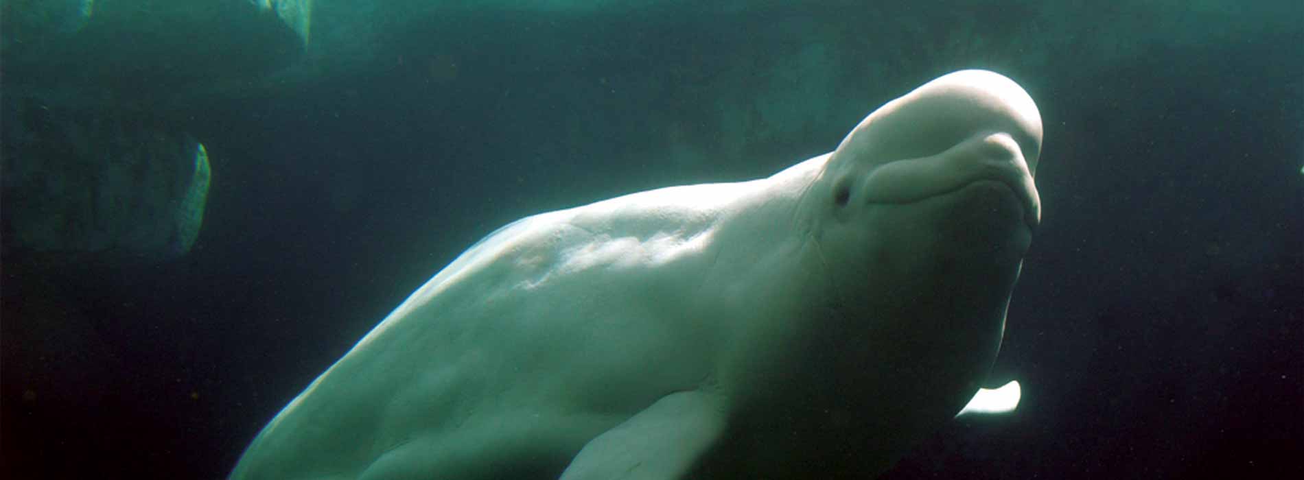 A group of belugas swimming underwater