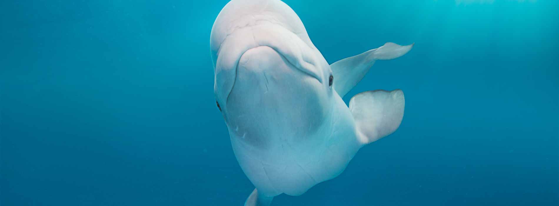 SeaWorld guests meet a beluga whale