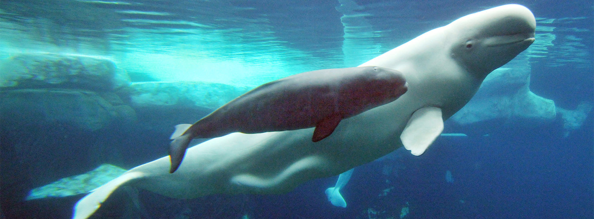 Female beluga whale and calf