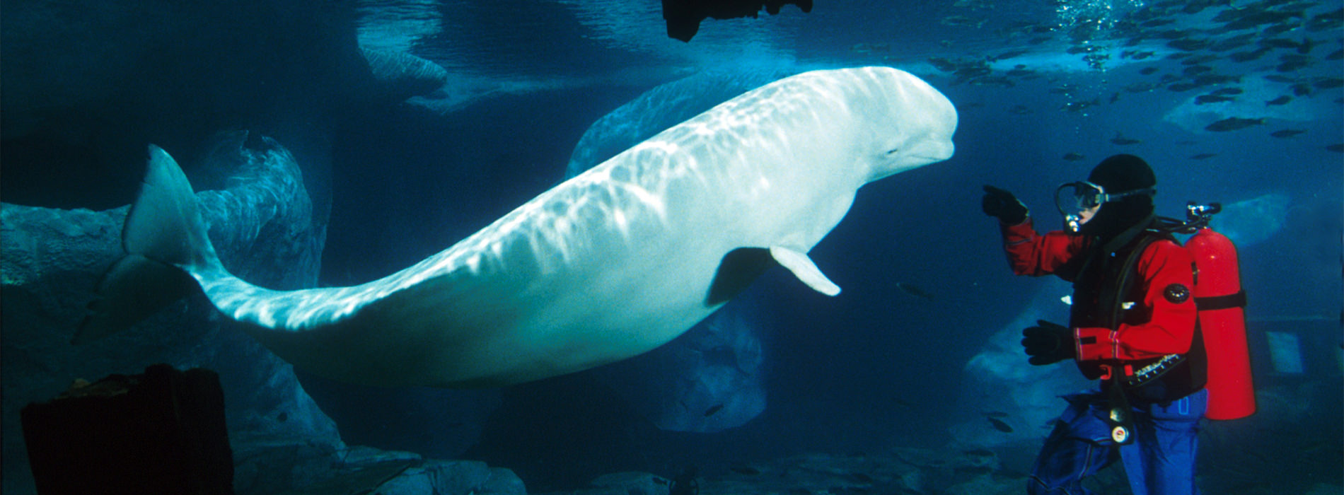 Beluga and scuba diver