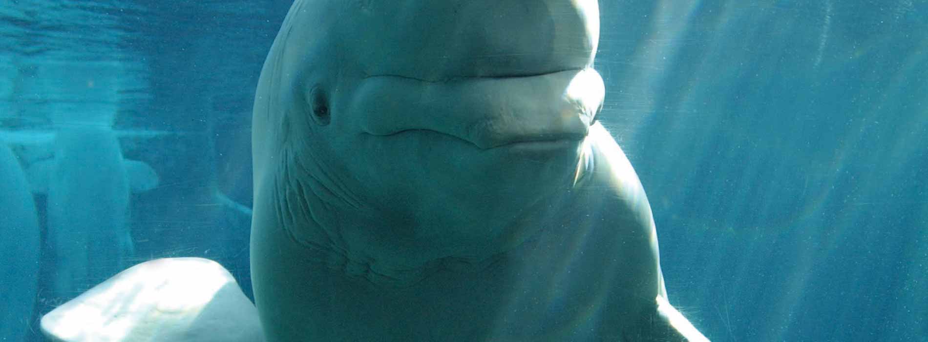 Beluga whale looking through glass
