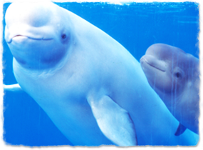 beluga mother with calf adjacent