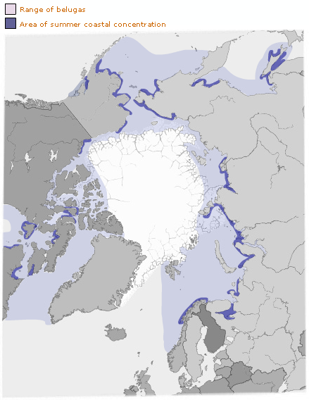 Map of the Arctic Ocean highlighting beluga range and areas of summer coastal concentration