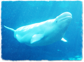 a submerged beluga, showing its stocky form and thick blubber on the ventral surface