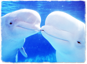 two belugas with heads close together, emphasizing the rounded melon located on the forehead