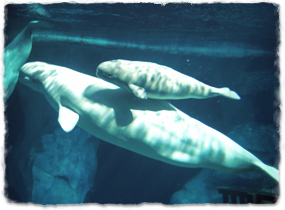 An adult beluga and calf together, viewed in profile. The dorsal ridge and lack of dorsal fin are evident.