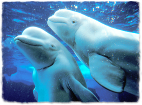 two belugas, one with head and neck straight, the other with head and neck bent downward, demonstrating flexibility and range of motion