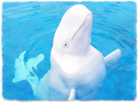 Beluga whale emerging from the water, showing white coloration and lack of dorsal fin.