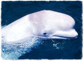 beluga with head out of water, eye just above the surface