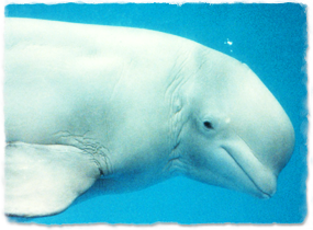 Profile of beluga head, showing ear opening behind eye