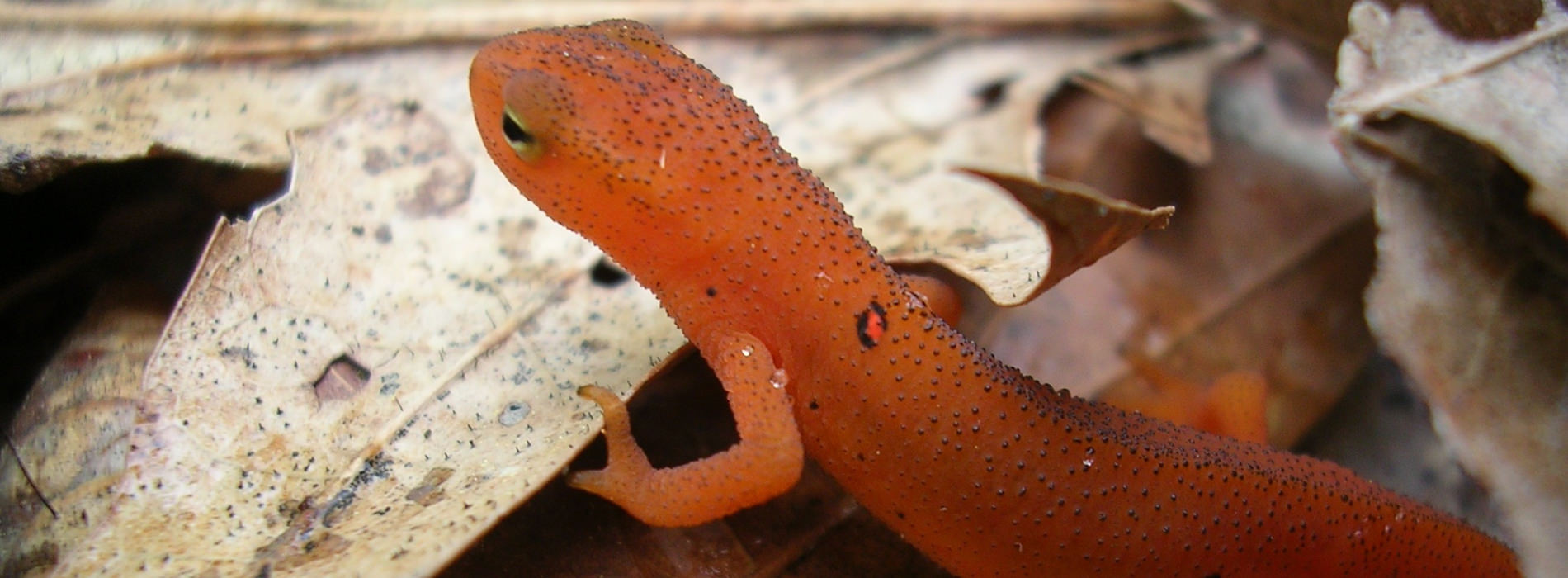 A salamander swims among leaves