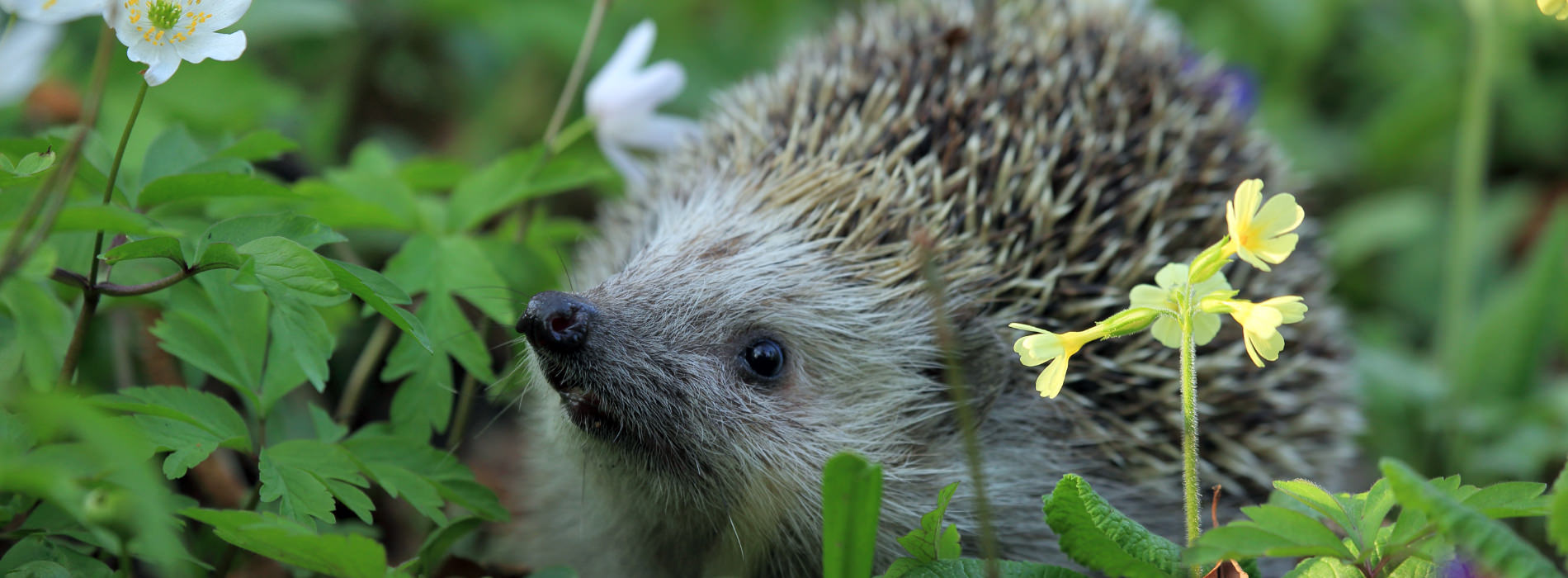A hedgehog surrounded by vegetation
