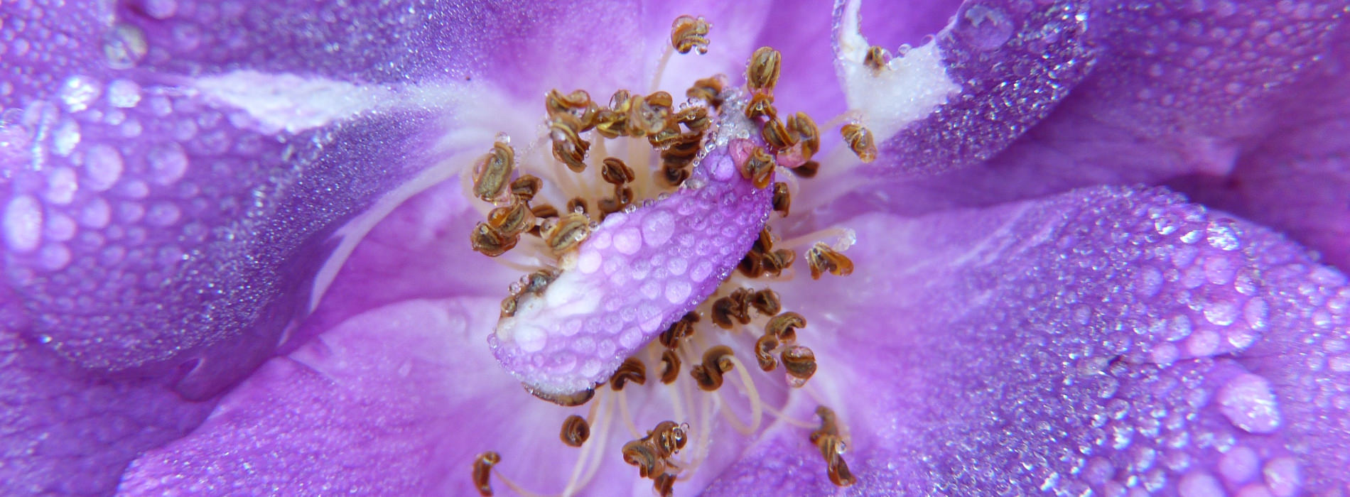 close up photo of the inside of a flower