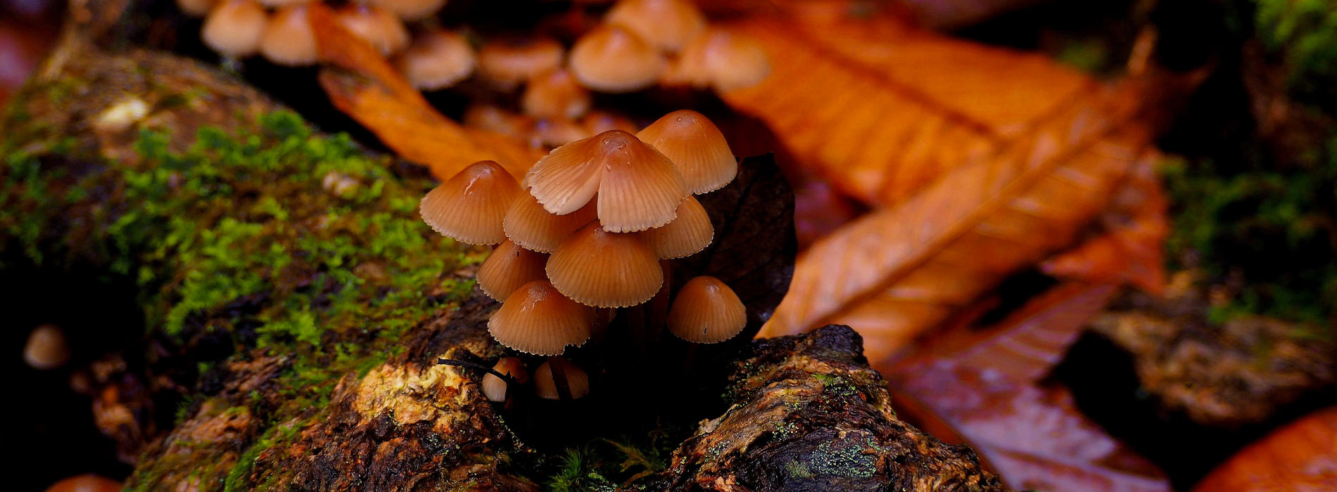 Mushrooms grow on the floor of a forest