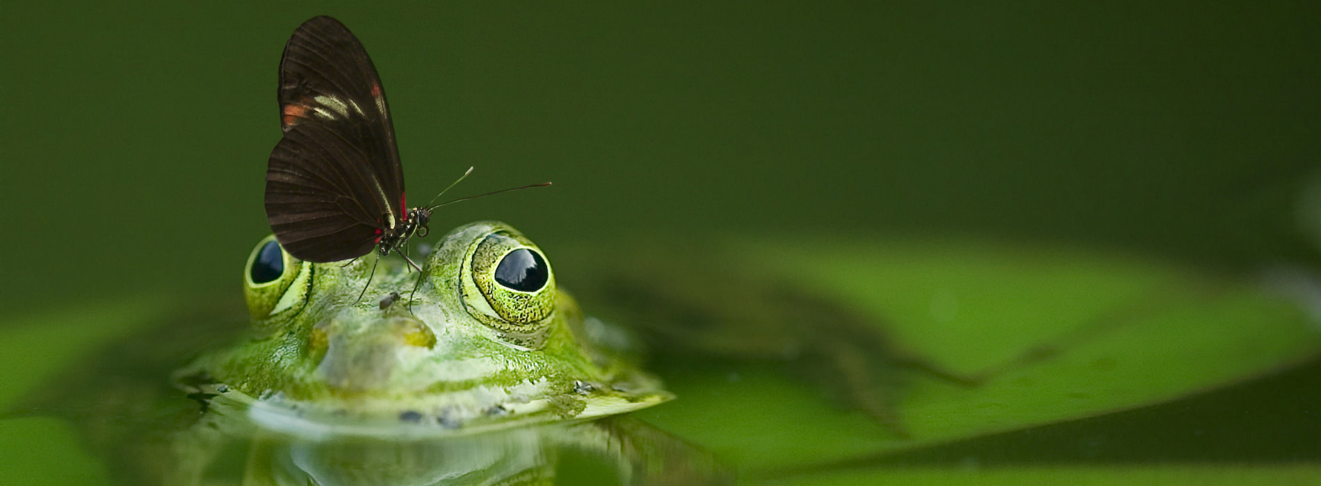 A butterfly perches atop the head of a partially-submerged frog