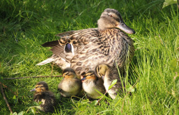 An adult duck with several ducklings