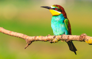 A bird sits perched on a branch