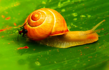 A snail moves across a leaf