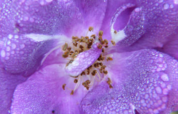 close up photo of the inside of a flower